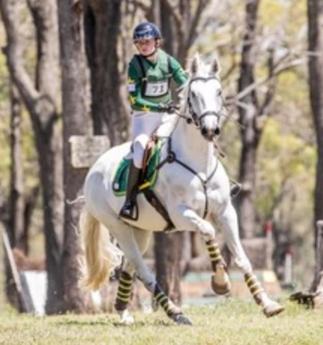 Irish Sport Horse or Irish Hunter